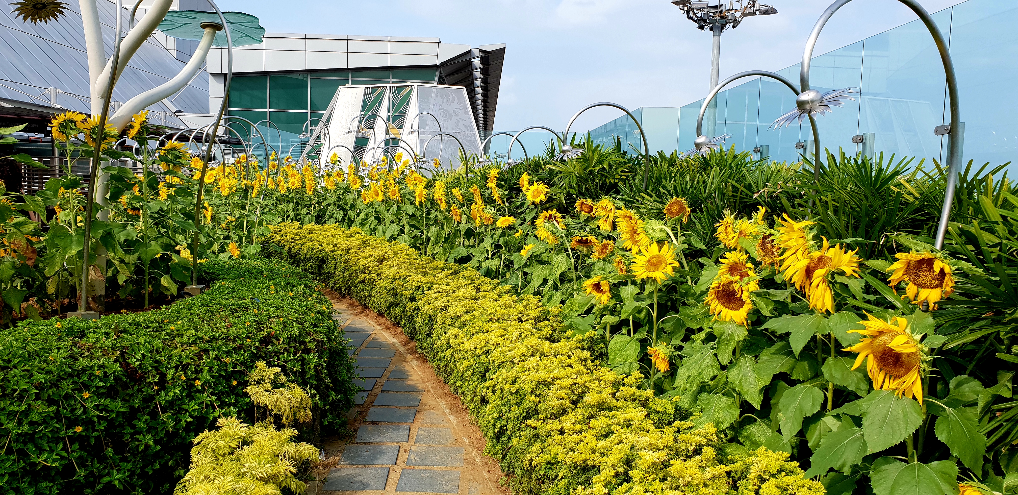 Changi Airport Sunflower Garden